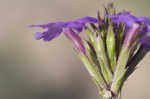 South American mock vervain